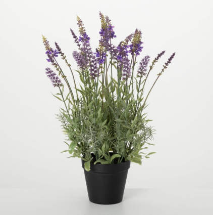 Black-Potted Lavender Plant 