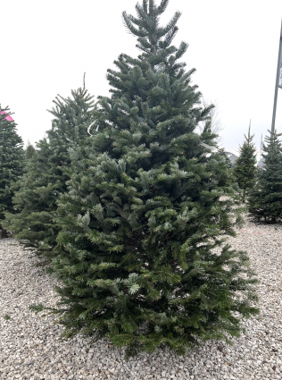 Fresh Nordmann Fir Christmas Tree 9-10'