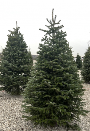 Fresh Nordmann Fir Christmas Tree 7-8'