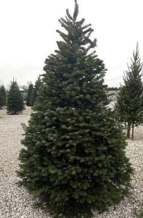 Fresh Nordmann Fir Christmas Tree 8-9'