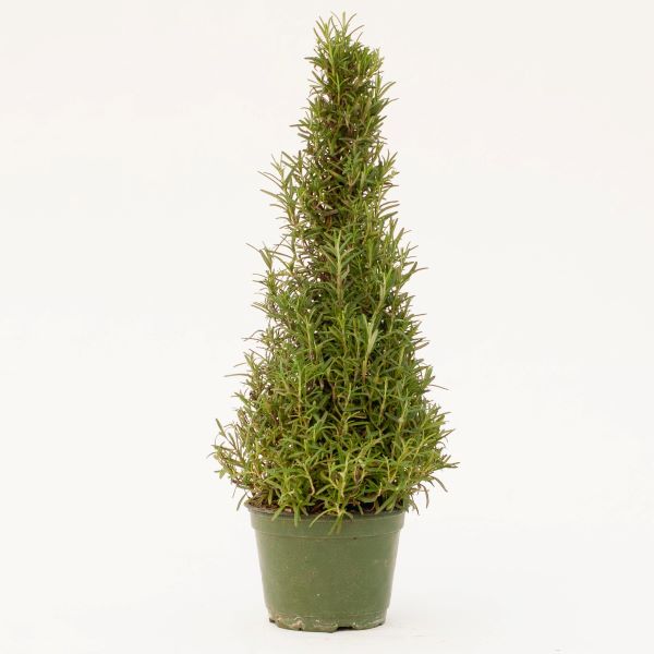 Rosemary 4" Cone