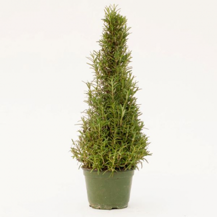 Rosemary 4" Cone