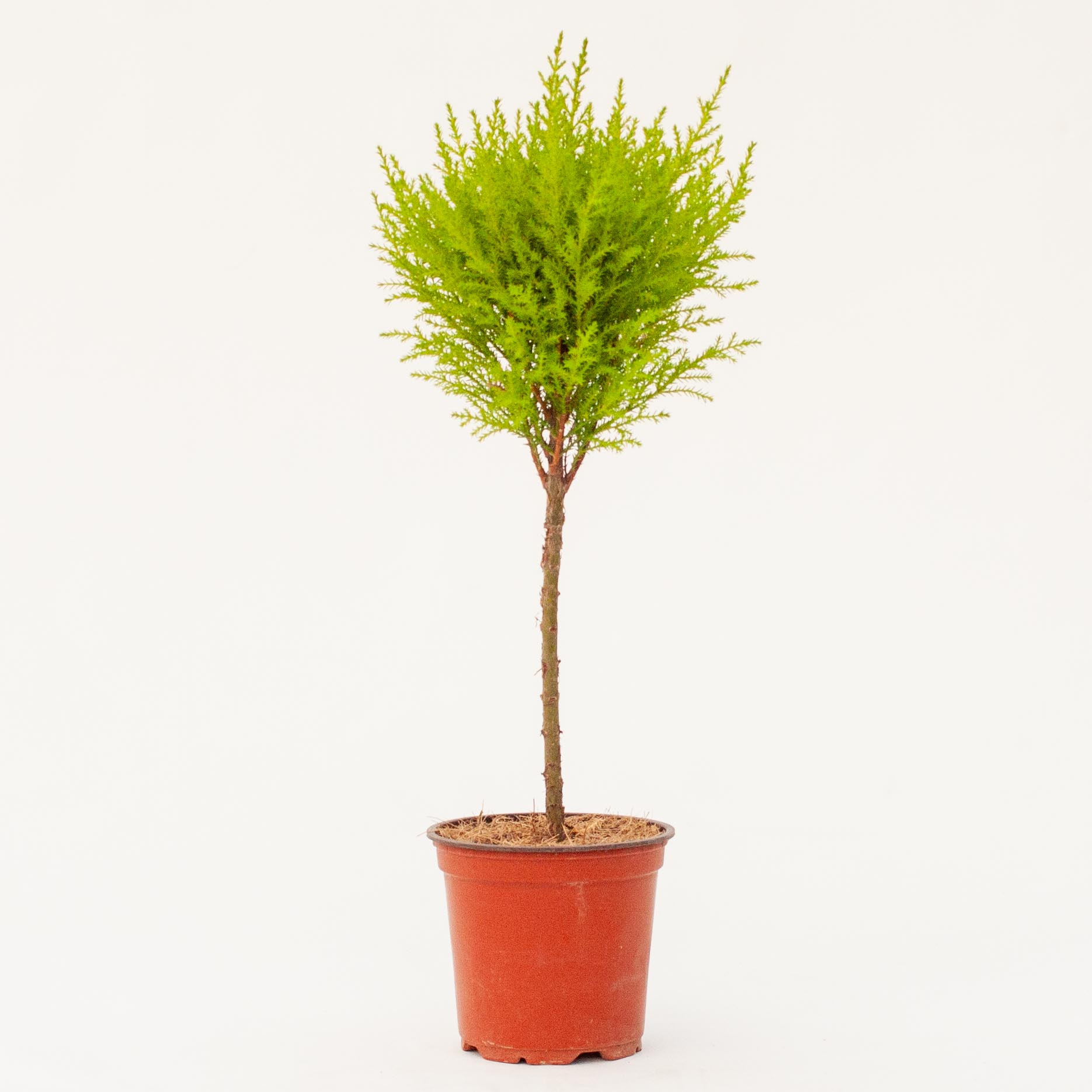 LEMON CYPRESS STANDARD 5"