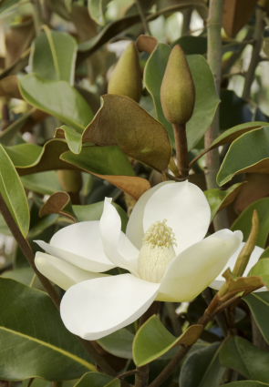 Bracken's Brown Beauty Magnolia 25G