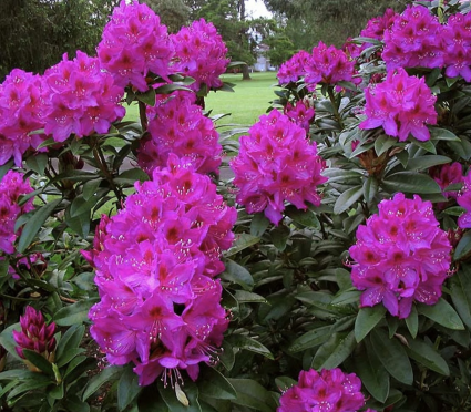 Anah Kruschke Rhododendron18"