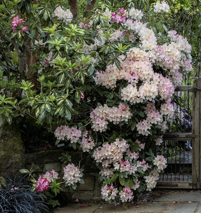 'Percy Wiseman' Rhododendron 18"