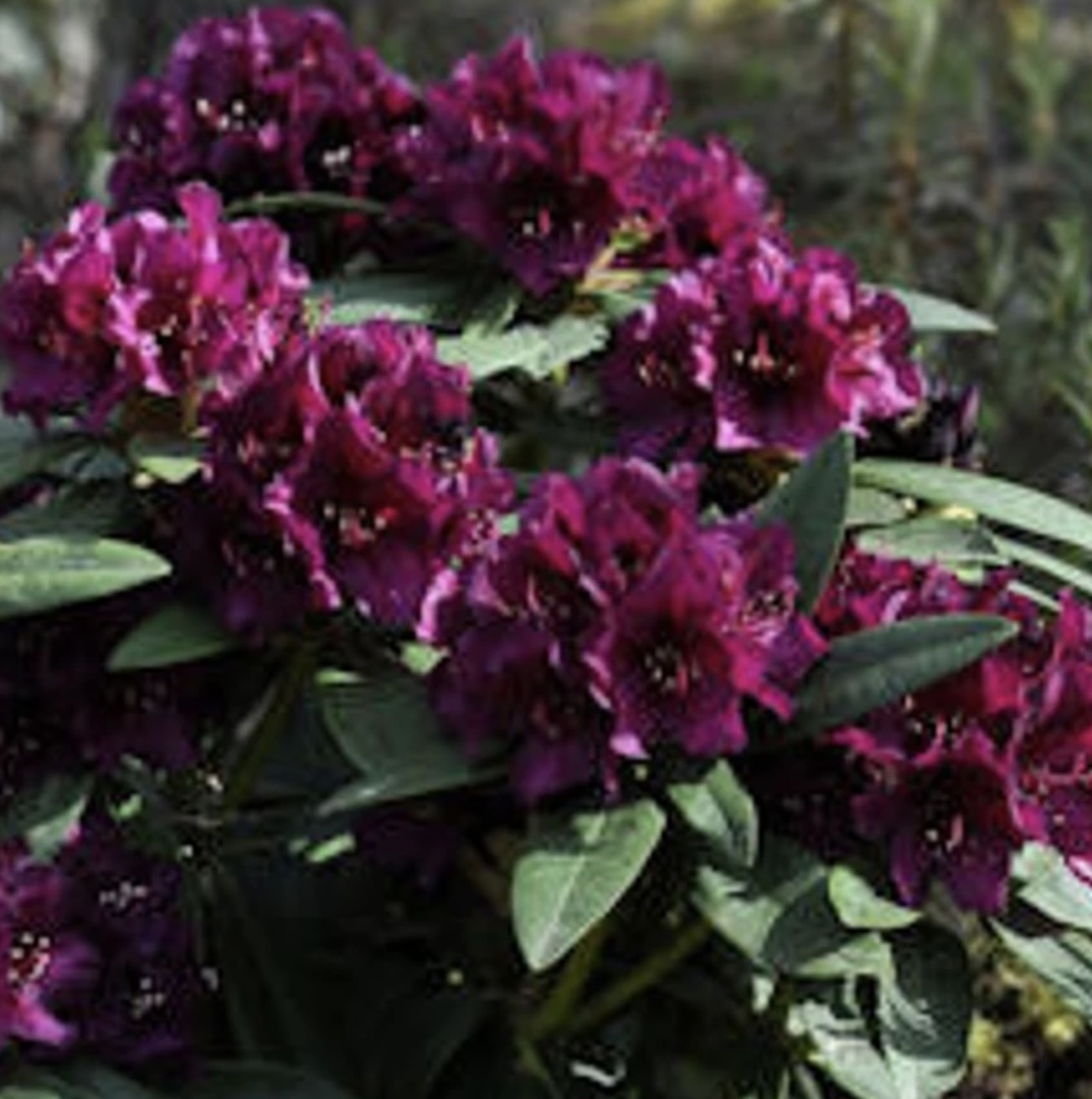 'Polarnacht' Rhododendron 15"