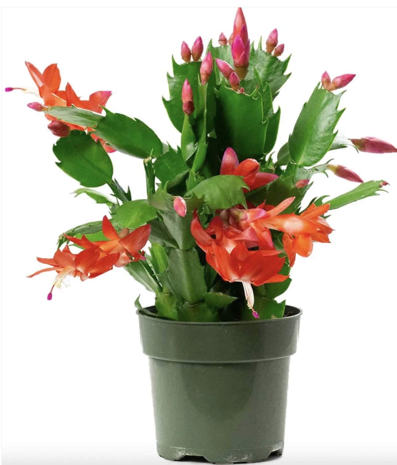 Christmas Cactus 4"