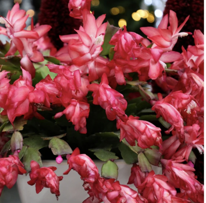 Christmas Cactus 6"