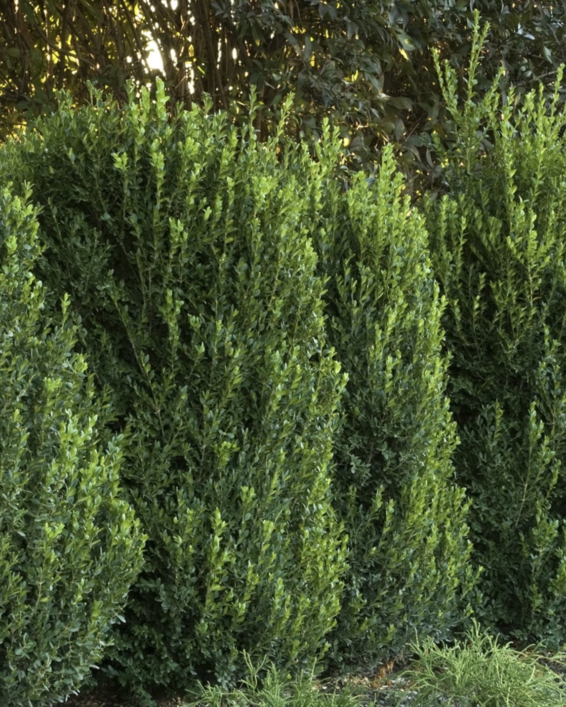 Green Mountain Boxwood 10G