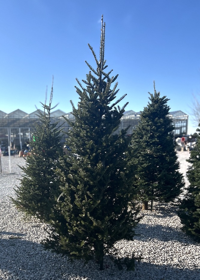 Nordmann Fir Christmas Tree 6-7'