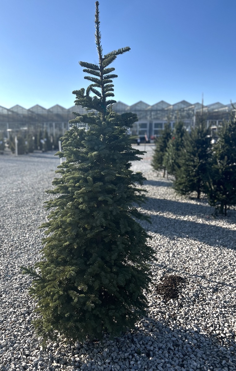 Noble Fir Christmas Tree 6- 7'