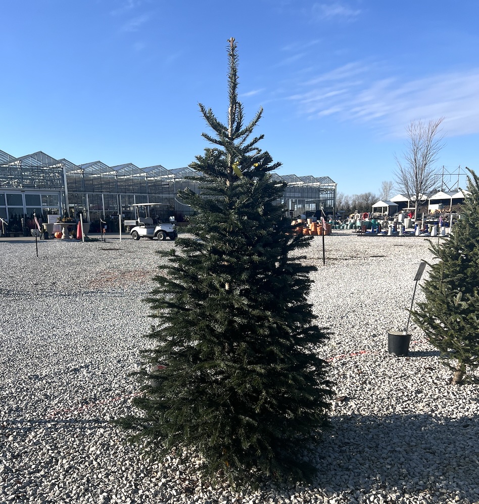 Noble Fir Christmas Tree 7-8'