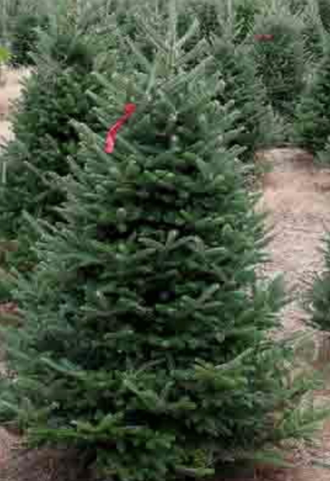 Fraser Fir Christmas Tree 6-7'