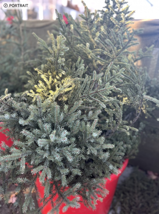 Extra Large Spruce Christmas Greenery Top (4-5')