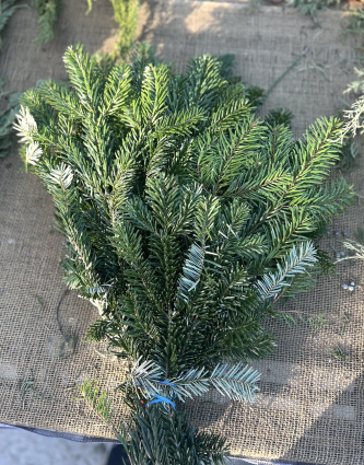 Silver Fir Christmas Greenery (Bunch)