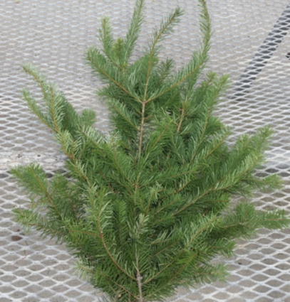 Douglas Fir Christmas Greenery (Bunch)