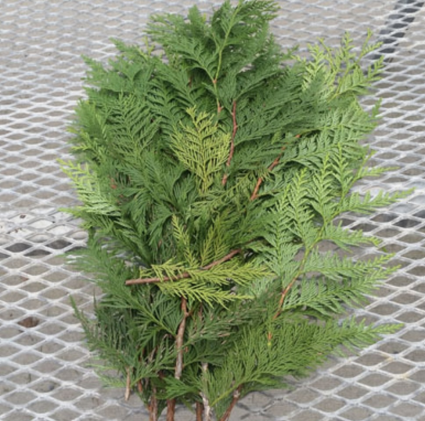 Western Cedar Bunch Christmas Greenery