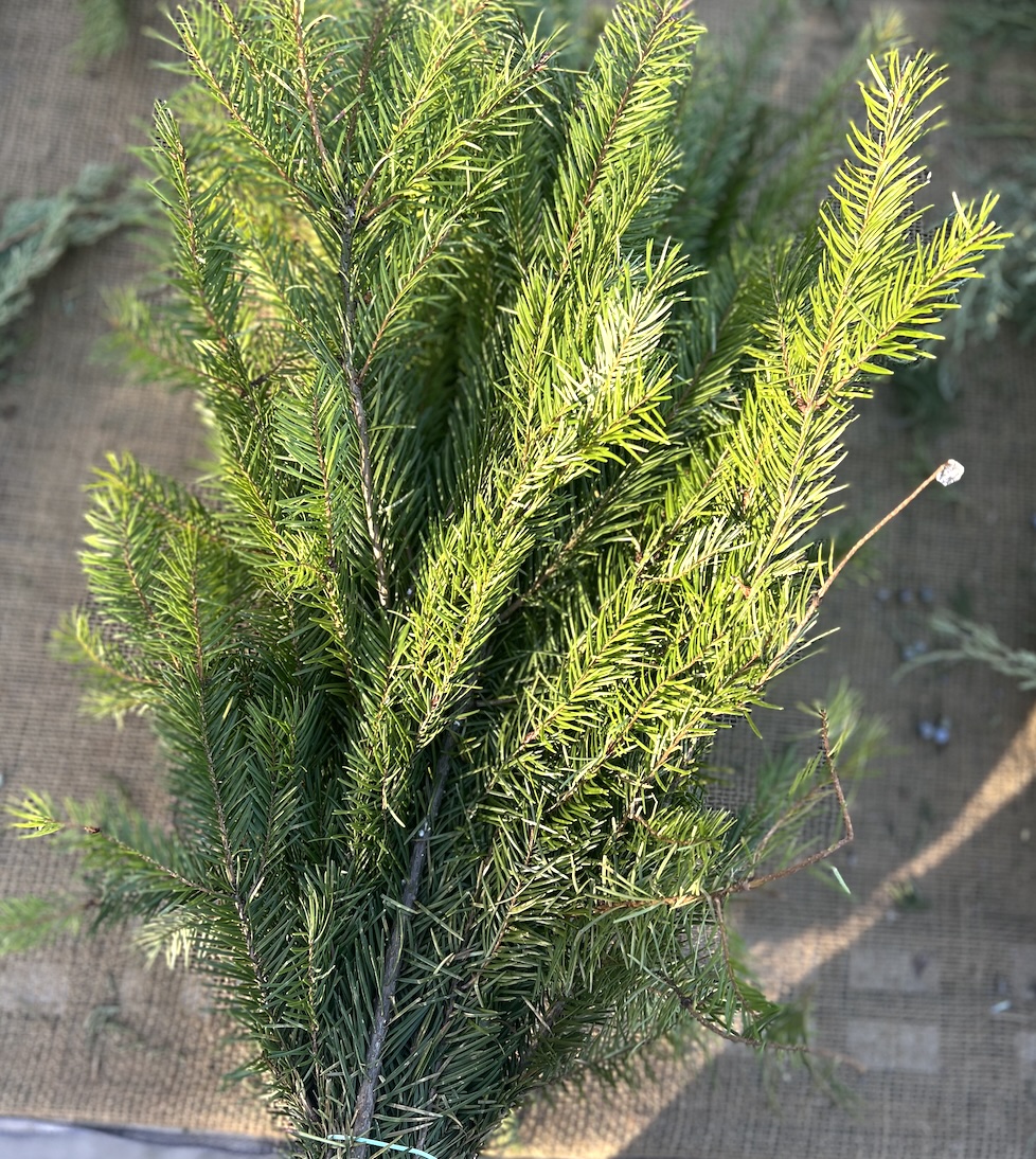 Douglas Fir  Christmas Greenery (Case)