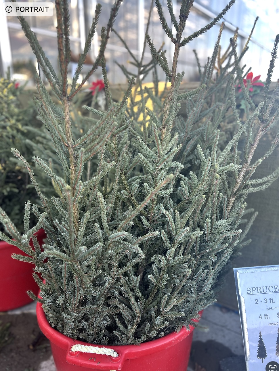 Large Spruce Top Christmas Greenery (4')