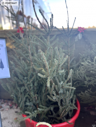 Medium Spruce Top Christmas Greenery (2-3')