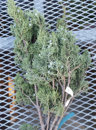 Juniper Greenery Bunch