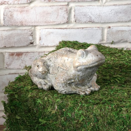 Gold Wash Garden Frog