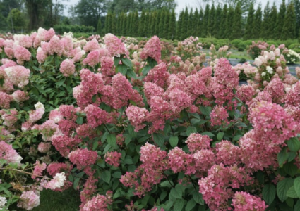 Fire Light® Panicle Hydrangea 3-5G