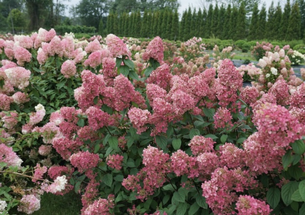 Fire Light® Panicle Hydrangea 2G