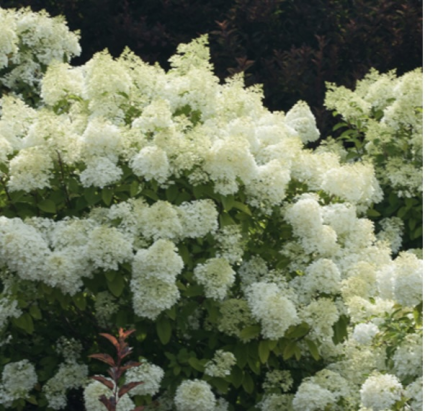 Bobo® Hardy Hydrangea 2G