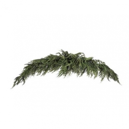 Cyprus Norfolk Pine Swag