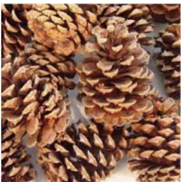 Ponderosa Pine Cone (4-6")