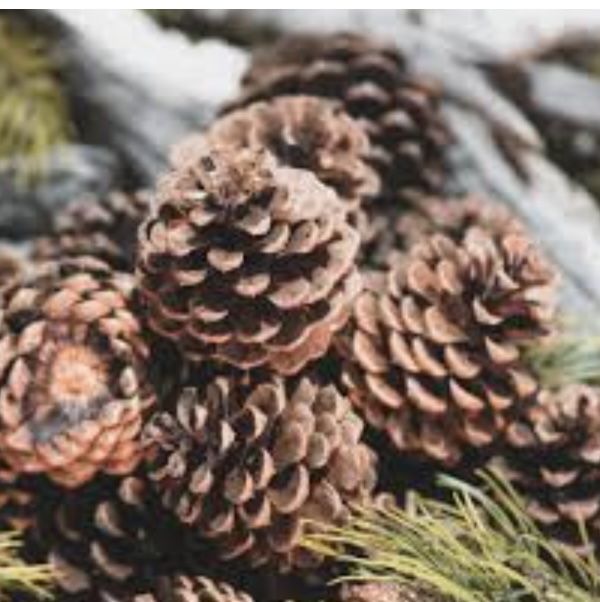 Cinnamon Pine Cone