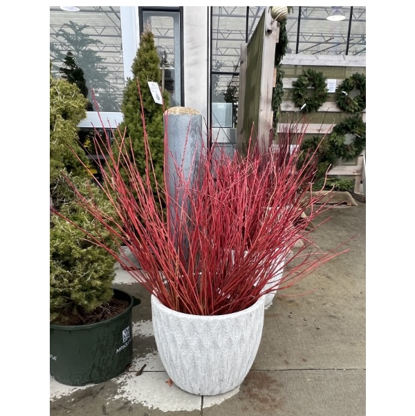 Medium Bunch of Willow Flame 