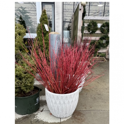 Medium Bunch of Willow Flame 