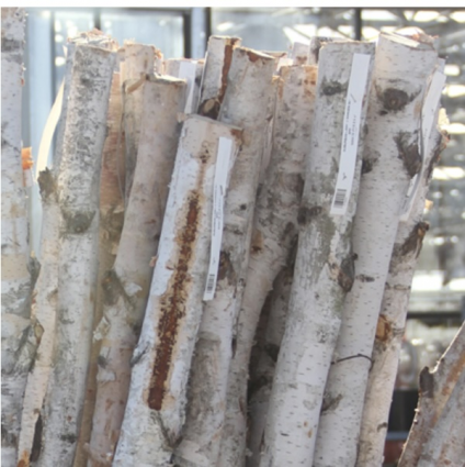 Birch Poles 2'