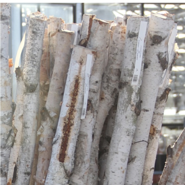Birch Poles 3'
