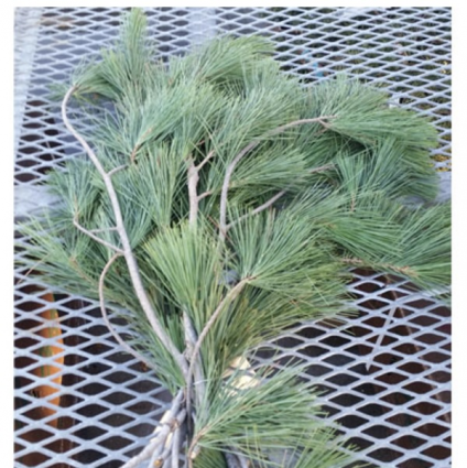 Pine Greenery Bunch
