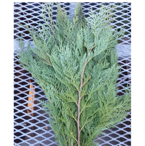 Fresh Orford Cedar Greenery Bunch