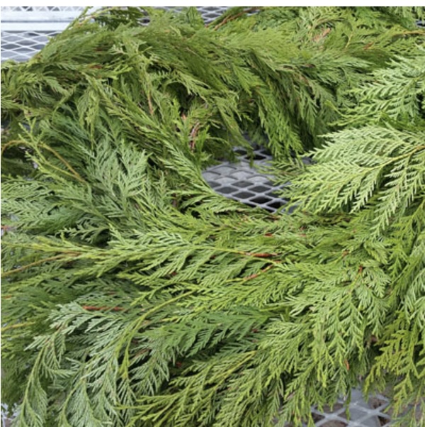 Fresh Cedar Garland 25ft