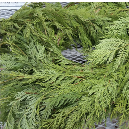 Fresh Cedar Garland 25ft
