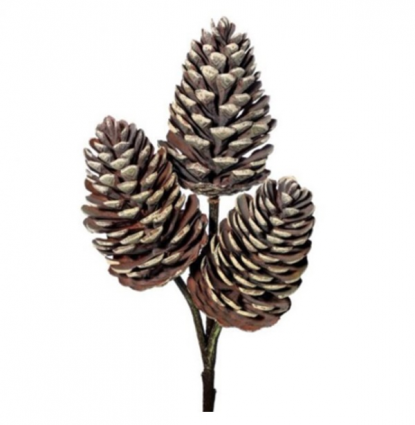 Pine Cone Pick