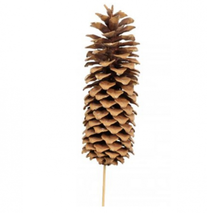 Natural Sugar Pine Cone