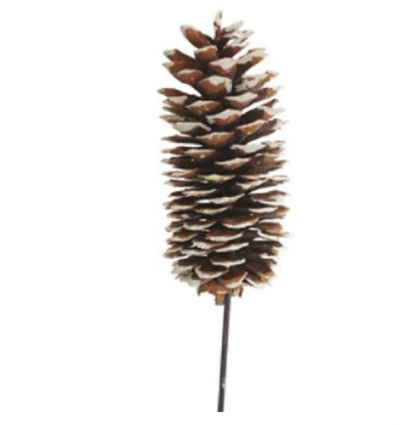 White Tipped Sugar Pine Cones