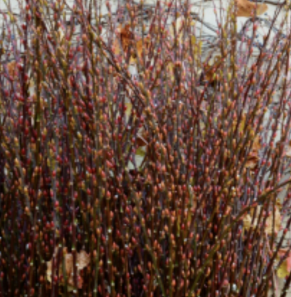 BIG RED BUD PUSSY WILLOW MED