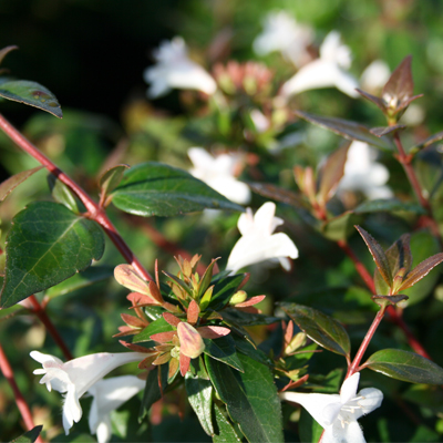 Glossy Abelia 3-5G