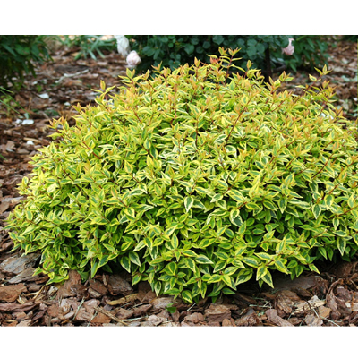 ABELIA, KALEIDOSCOPE 3-5 GALLON