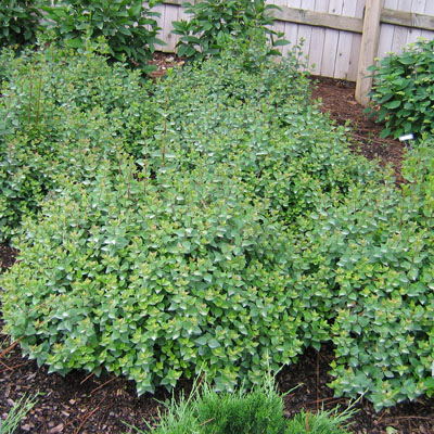 ABELIA, ROSE CREEK 3-5 GALLON