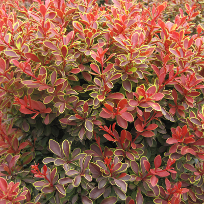 'Admiration' Barberry 2G
