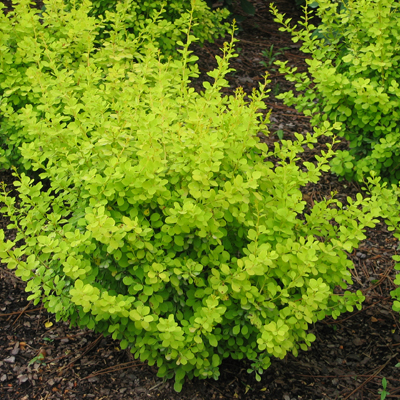 Bonanza Gold Barberry 2G